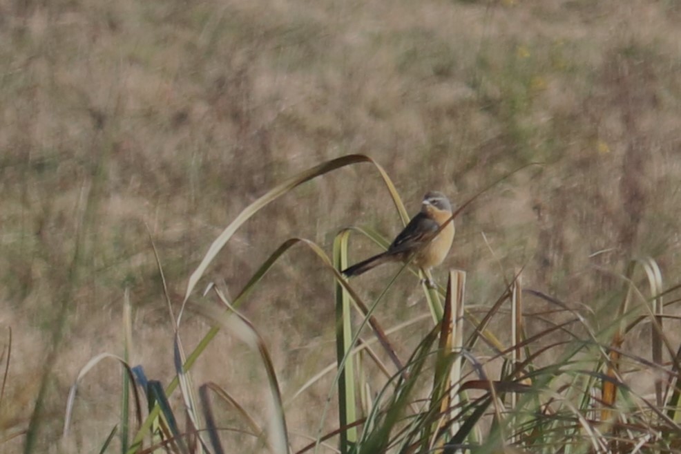 Long-tailed Reed Finch - ML638928967