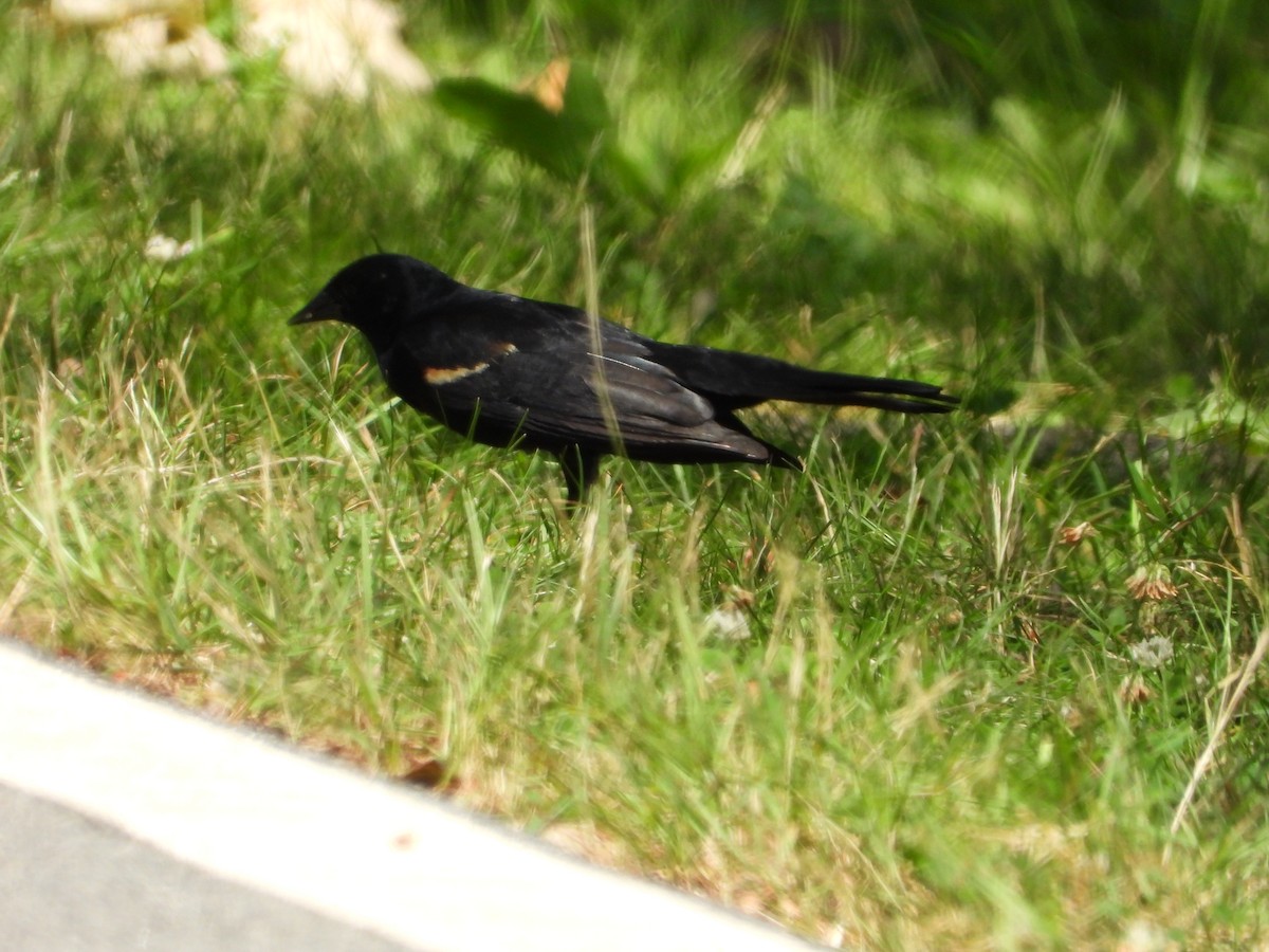 Red-winged Blackbird - ML638928970