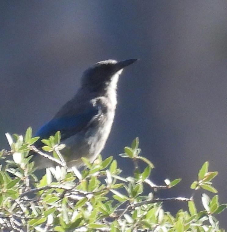Woodhouse's Scrub-Jay - ML638928972