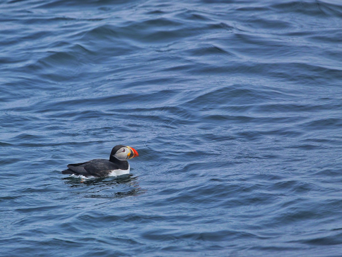 Atlantic Puffin - ML638928974