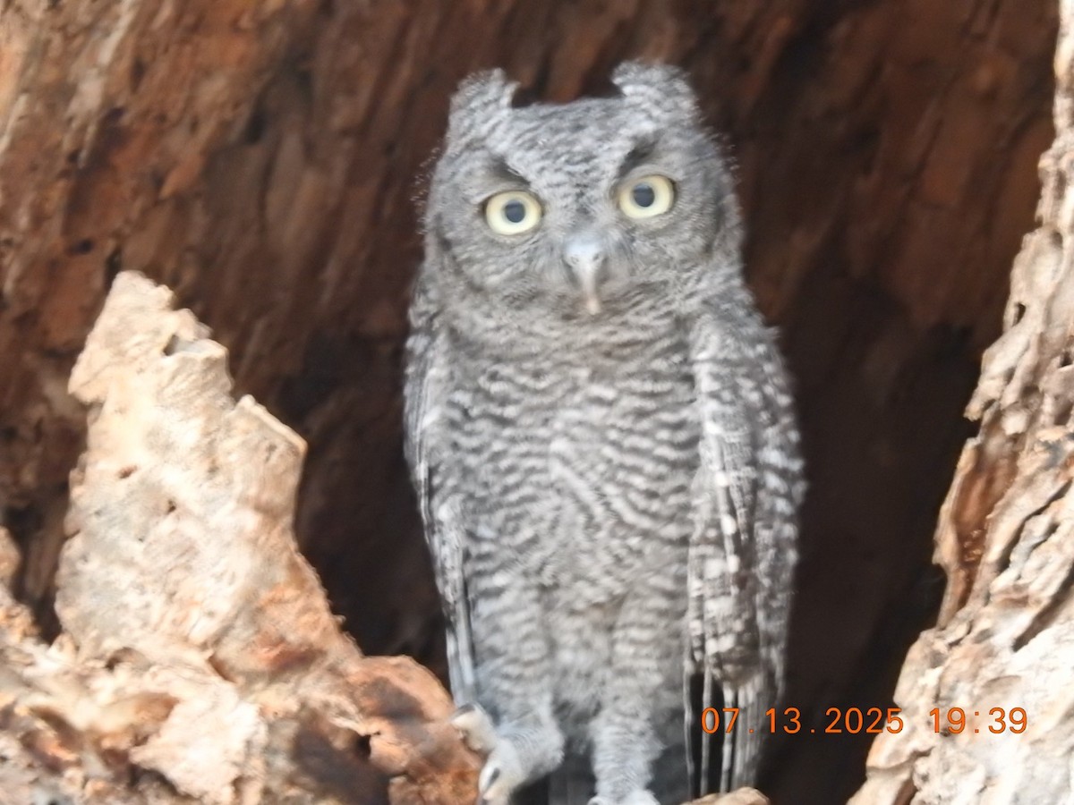 Western Screech-Owl - ML638928977