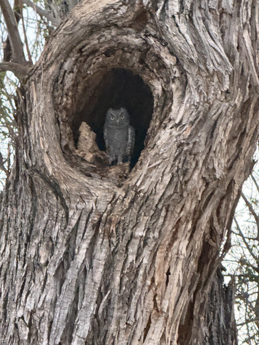 Western Screech-Owl - ML638928978