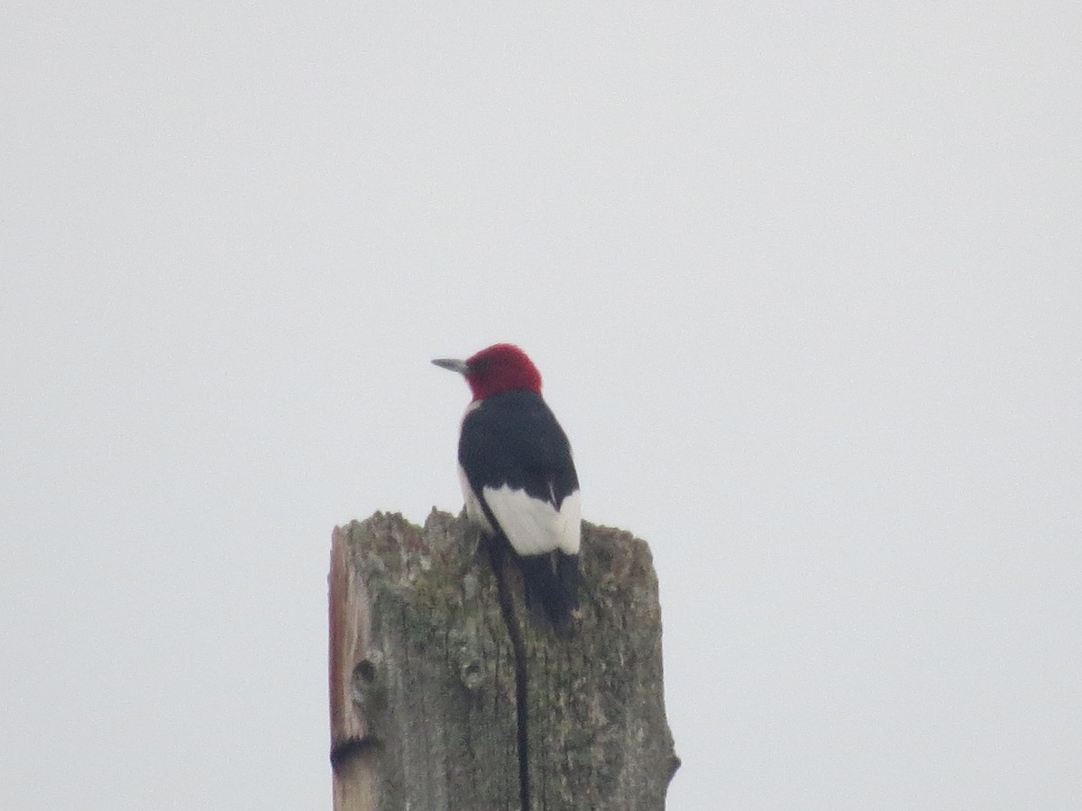 Red-headed Woodpecker - ML638928982