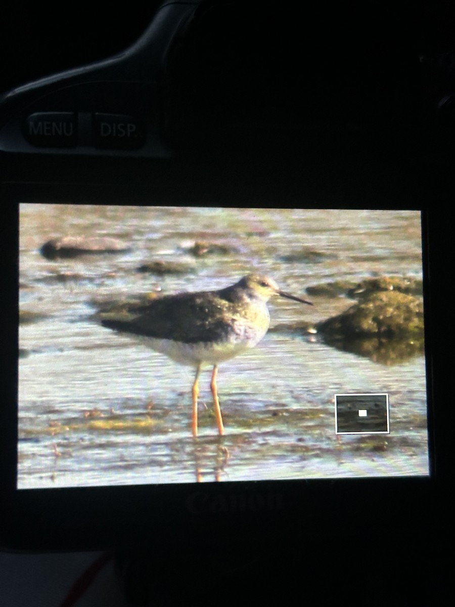 Lesser Yellowlegs - ML638928983