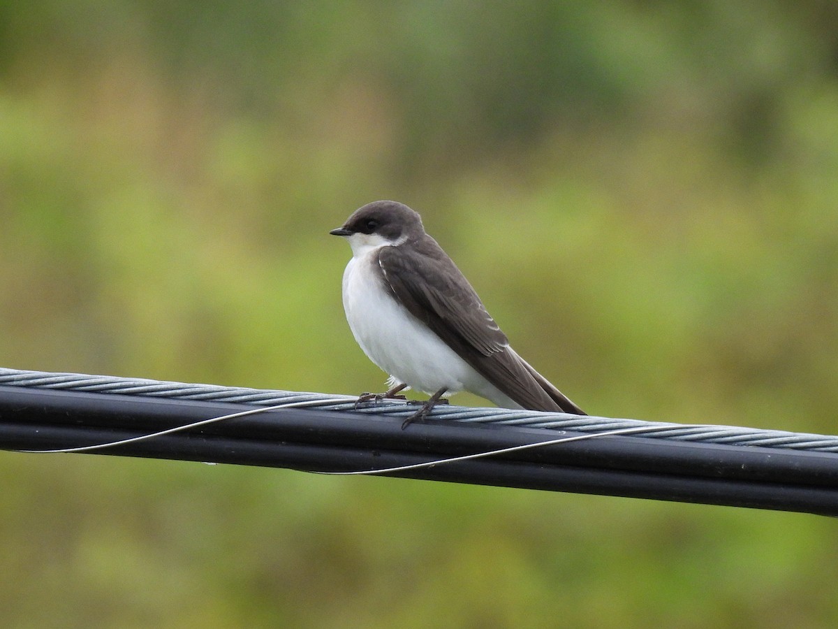 Tree Swallow - ML638928984