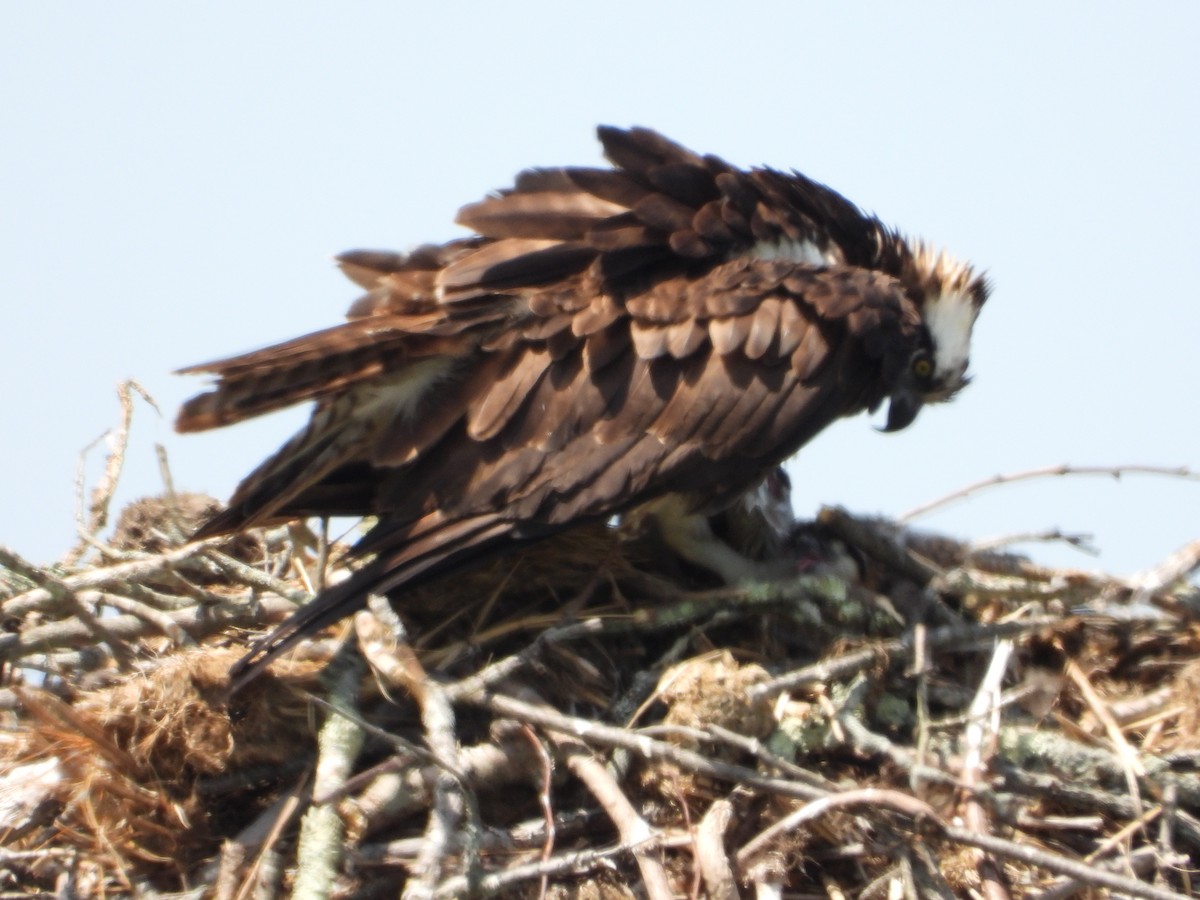 Osprey - ML638928986
