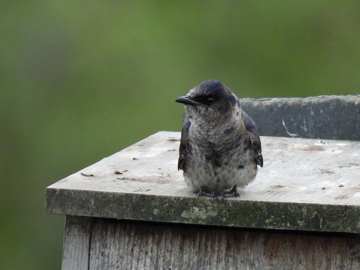 Purple Martin - ML638928987