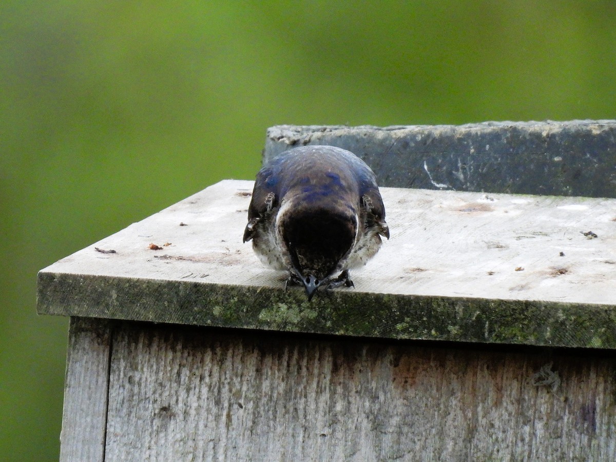Purple Martin - ML638928988