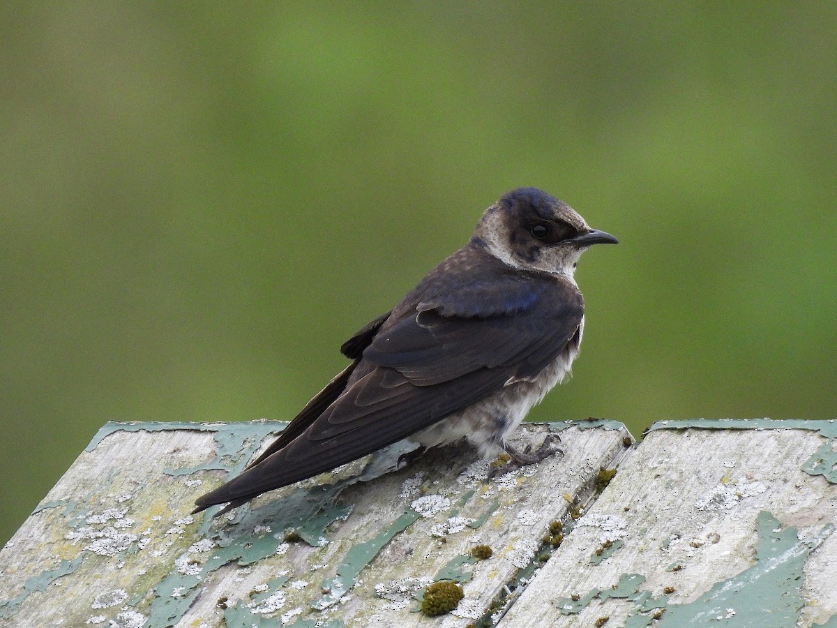 Purple Martin - ML638928989
