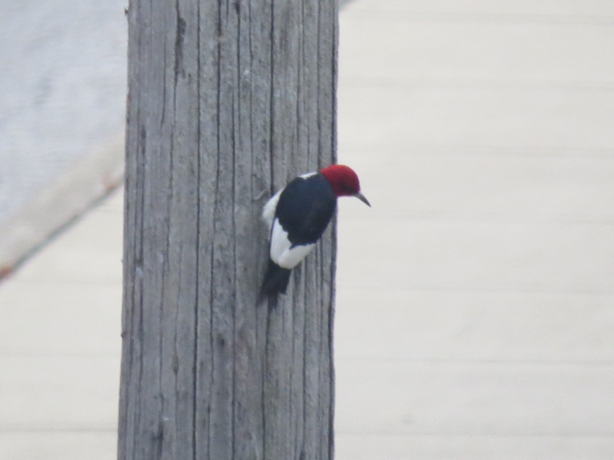 Red-headed Woodpecker - ML638928991