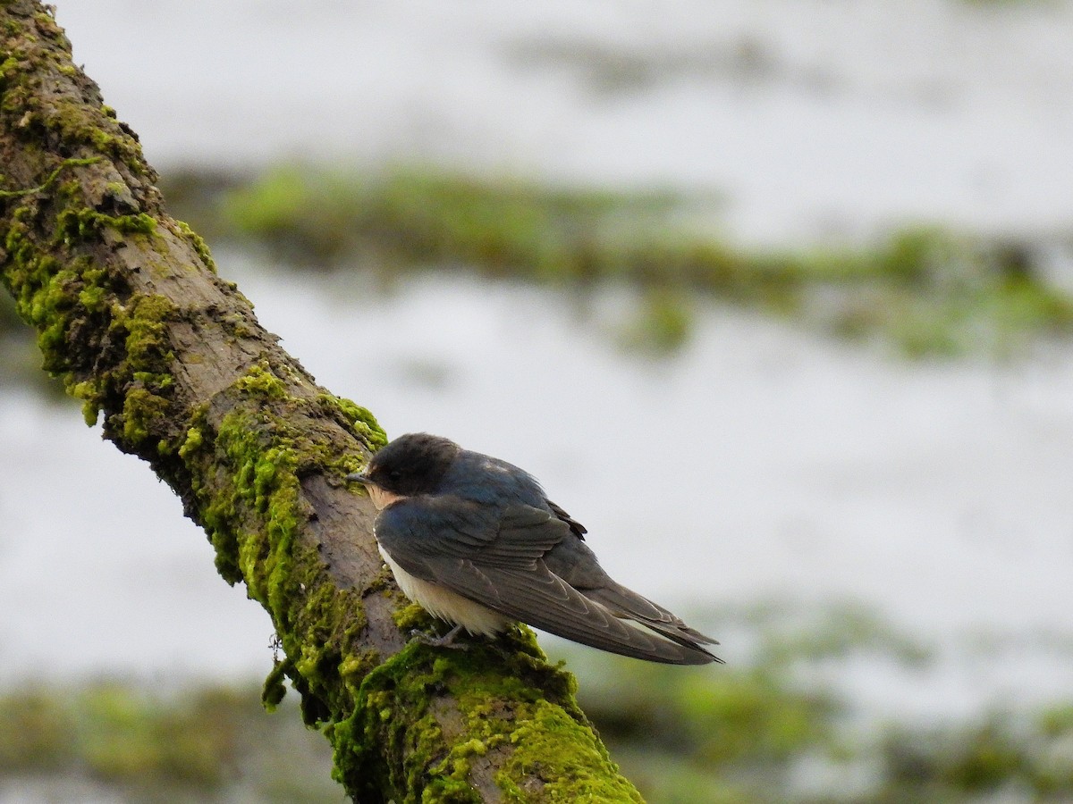 Barn Swallow - ML638928994