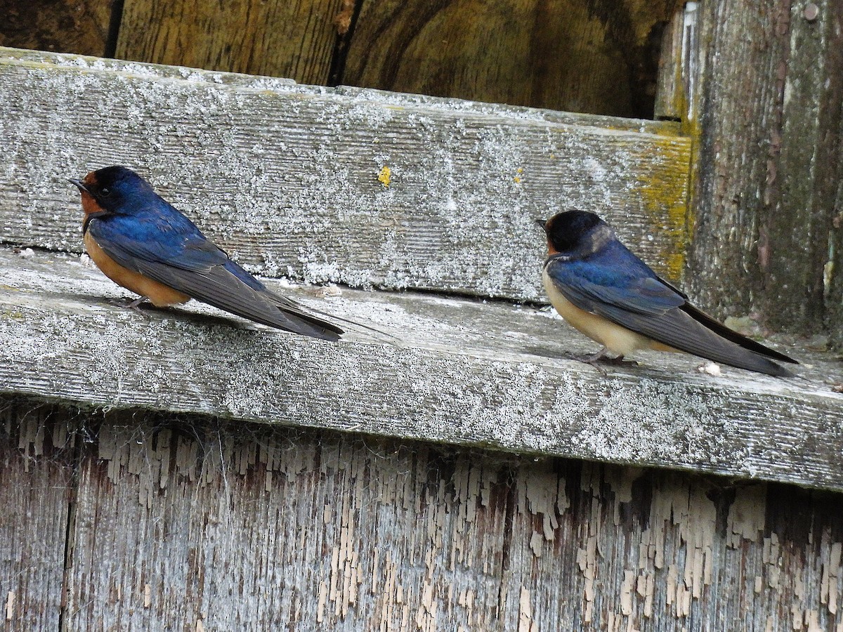 Barn Swallow - ML638928995