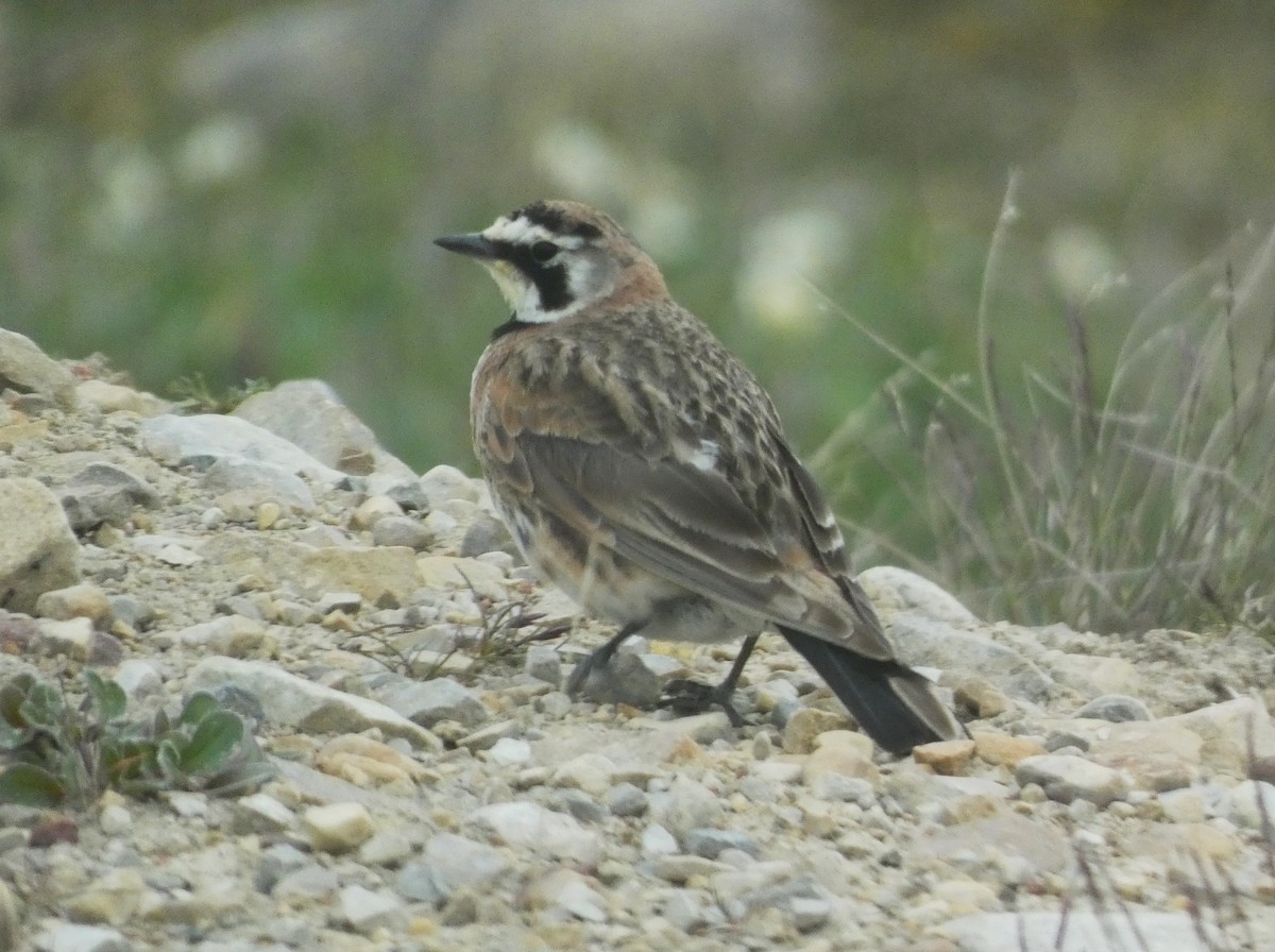 Horned Lark - ML638928997