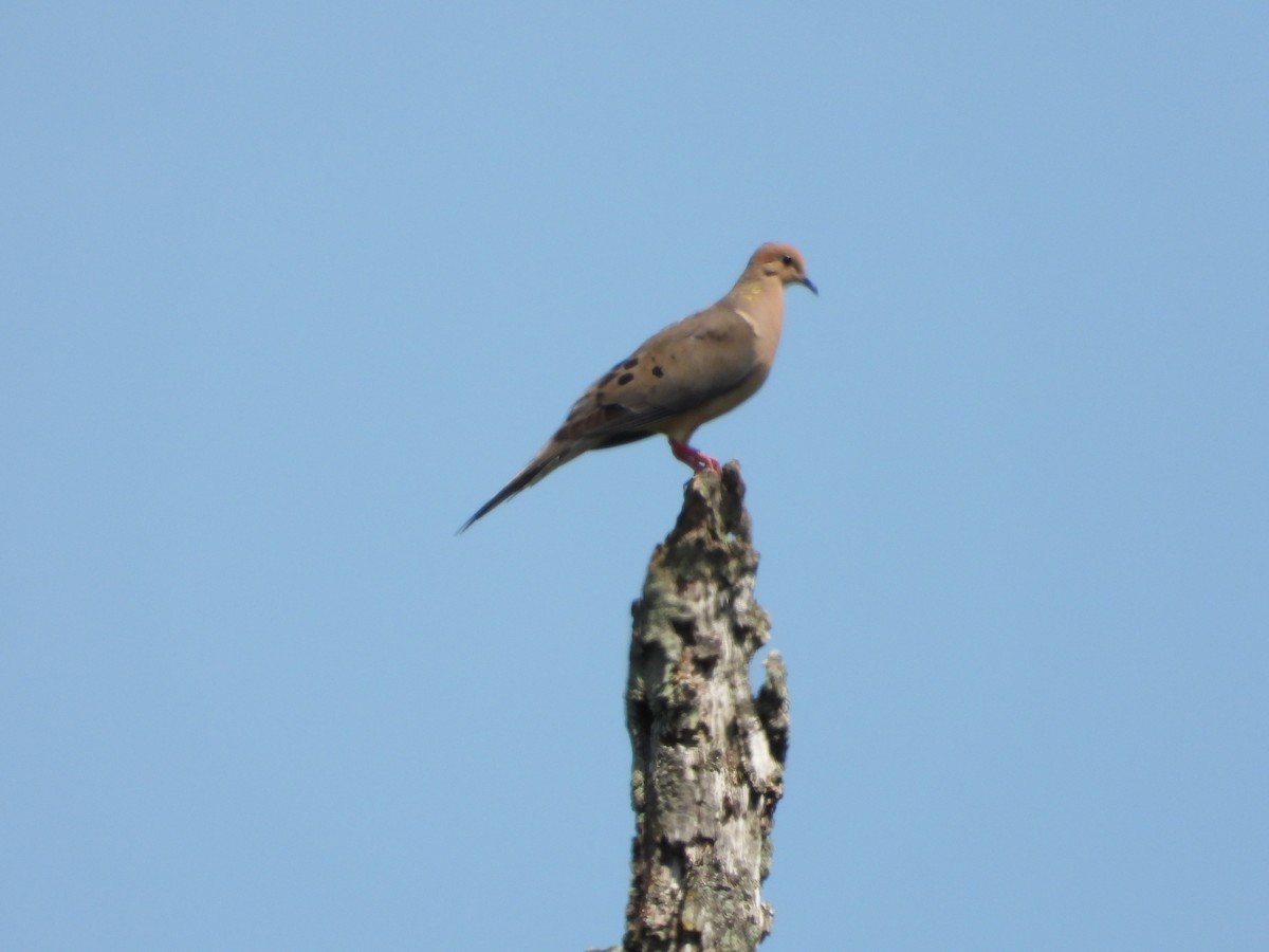 Mourning Dove - ML638928999