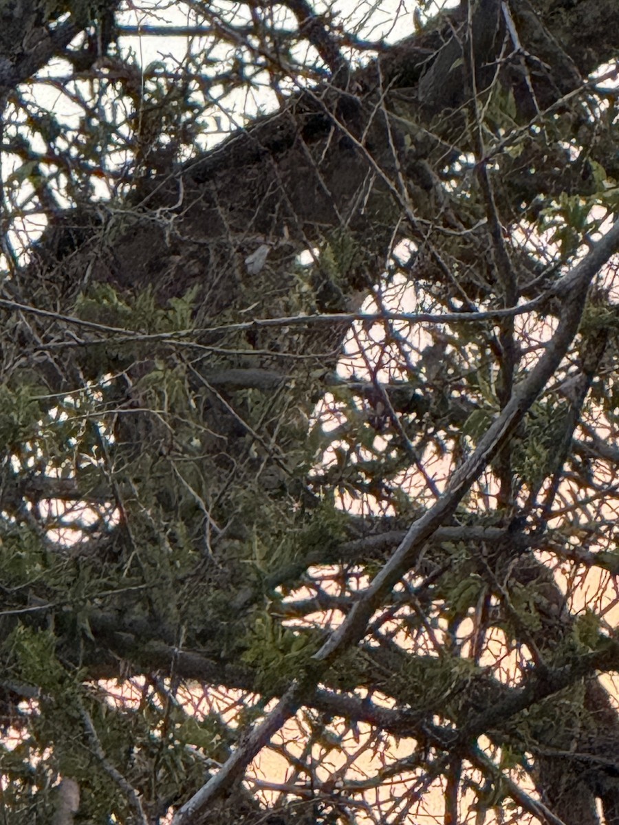 Great Horned Owl - ML638929031