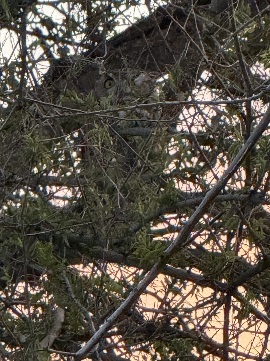 Great Horned Owl - ML638929032