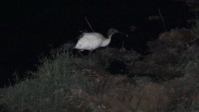 African Sacred Ibis - ML638929035