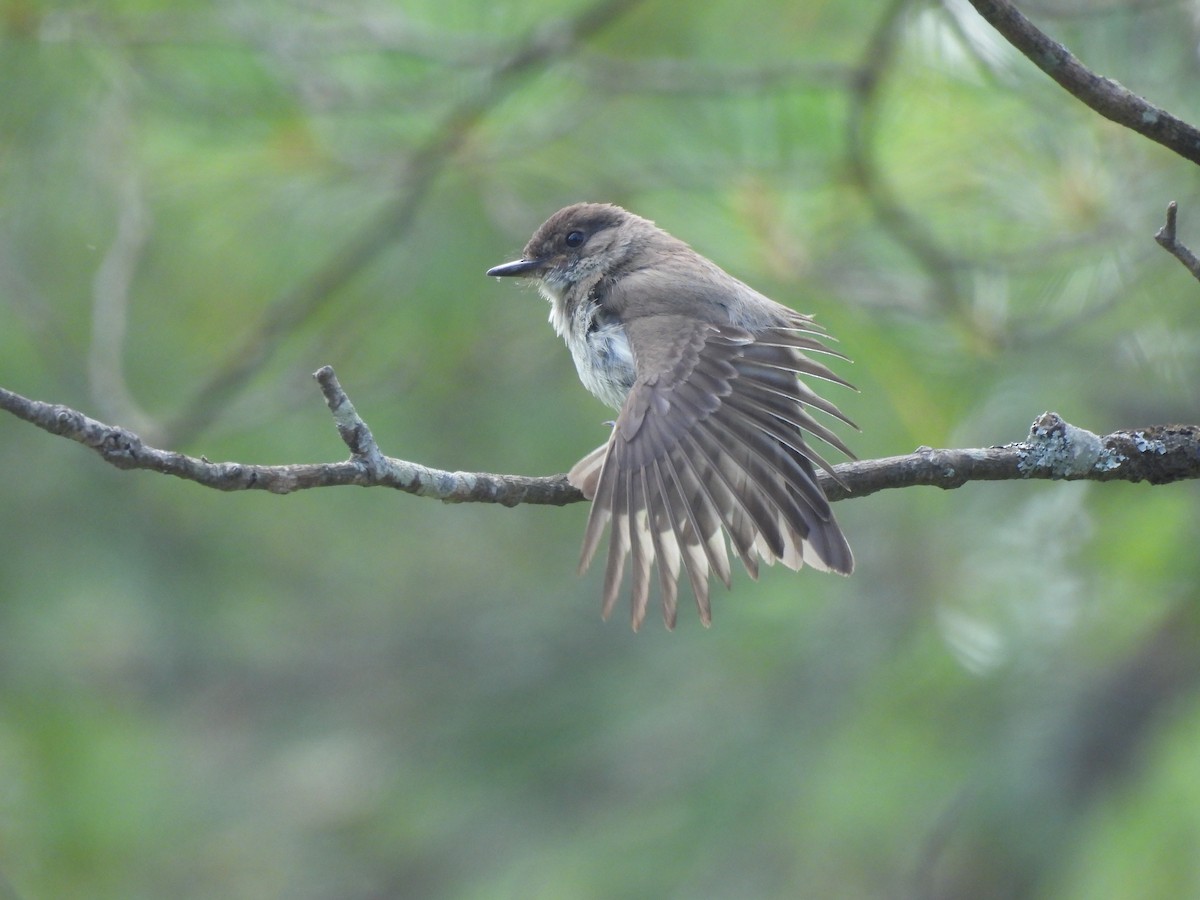 Eastern Phoebe - ML638929040