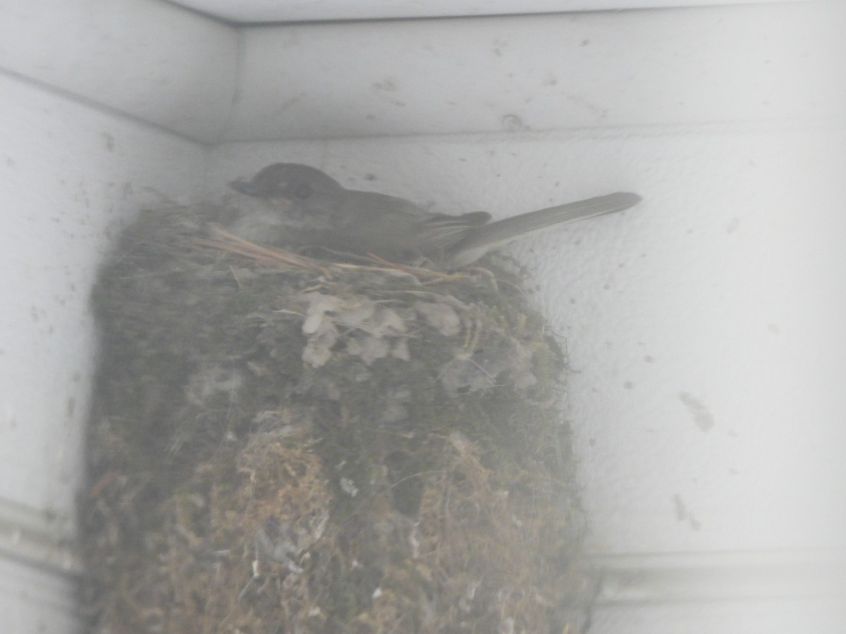 Eastern Phoebe - ML638929041