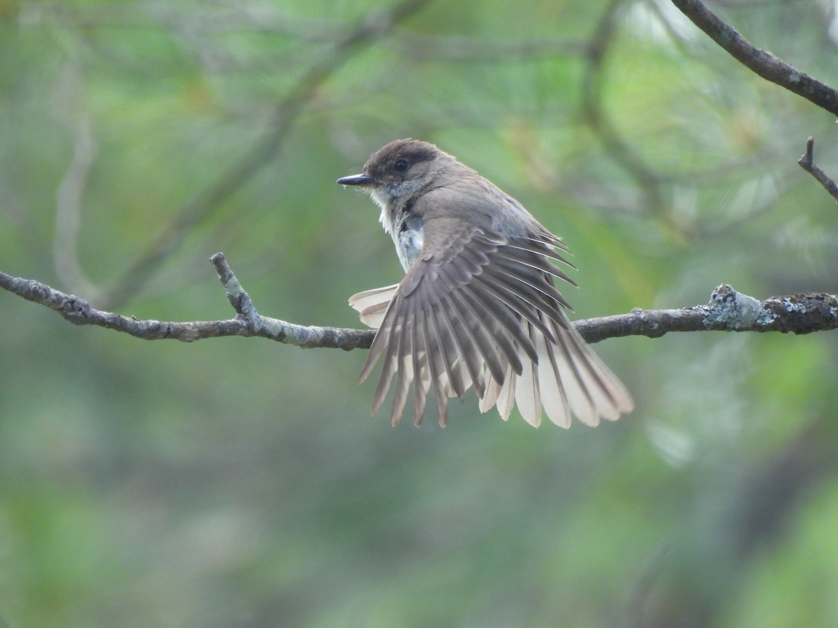 Eastern Phoebe - ML638929042