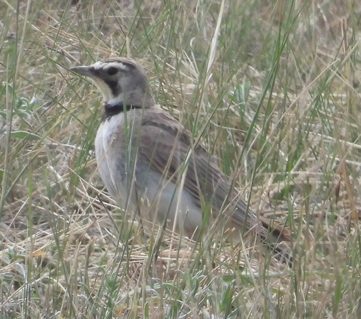 Horned Lark - ML638929047