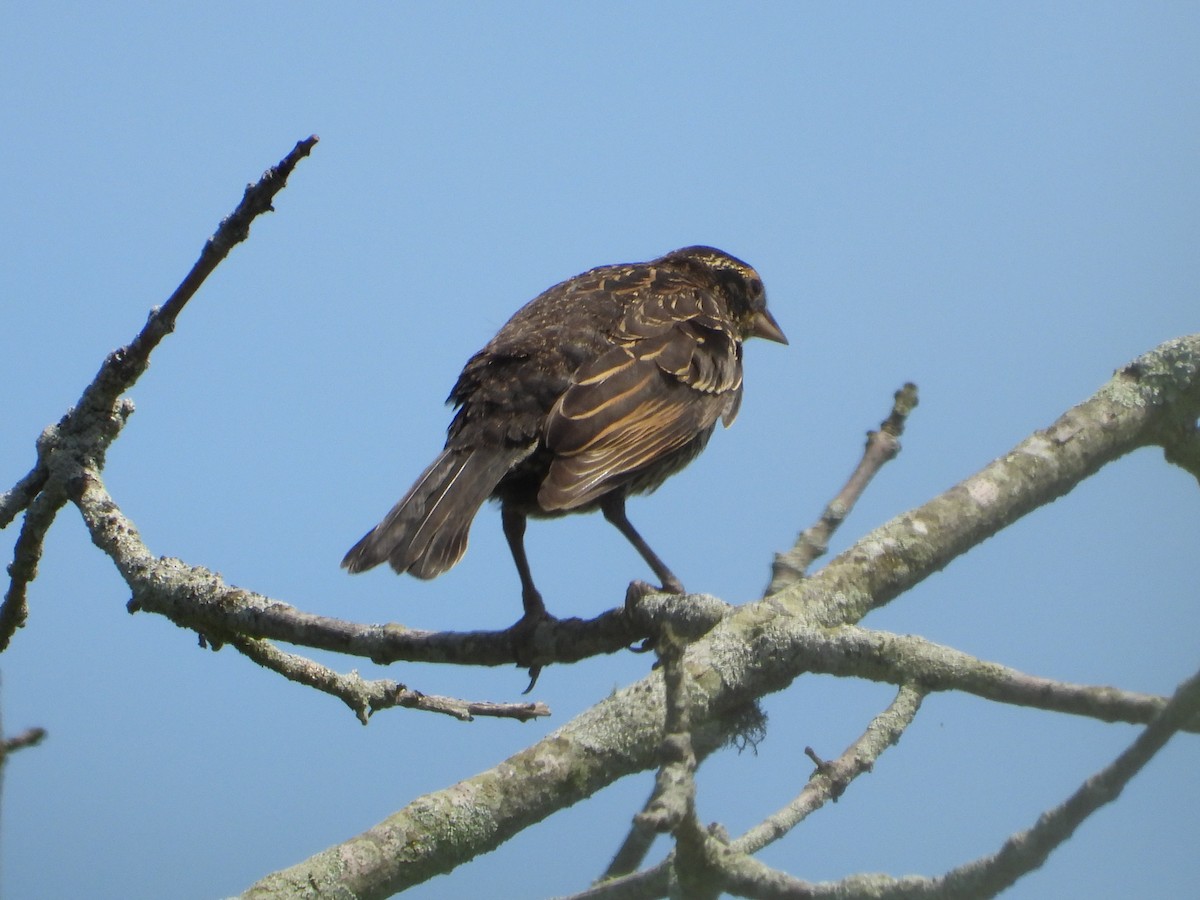 Red-winged Blackbird - ML638929066