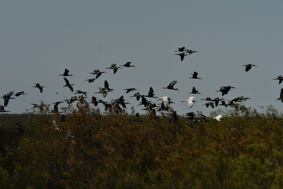 ibis hnědý - ML638929102