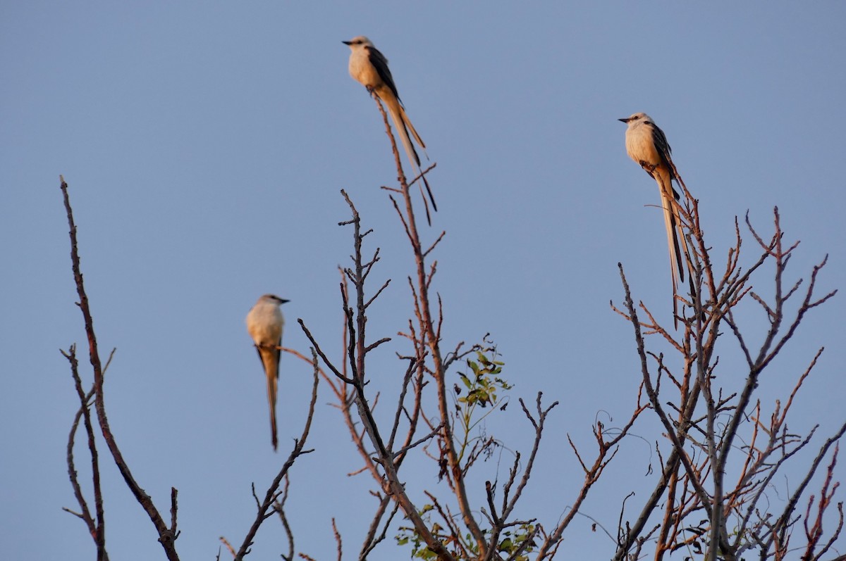 Scissor-tailed Flycatcher - ML638929115