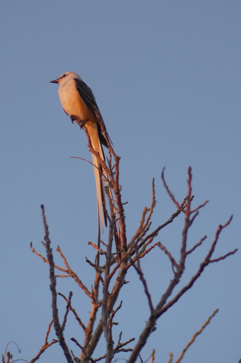 Scissor-tailed Flycatcher - ML638929117