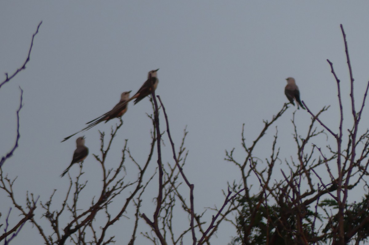 Scissor-tailed Flycatcher - ML638929119