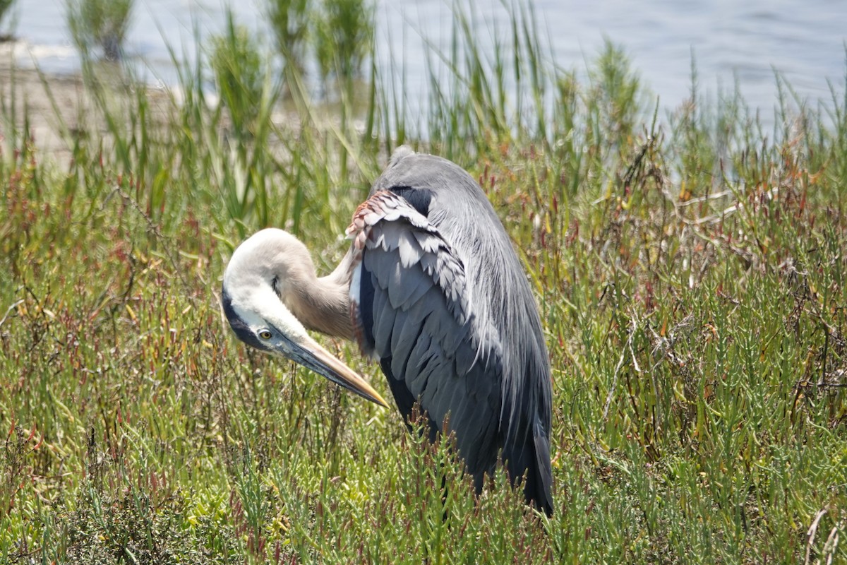 volavka velká - ML638929126