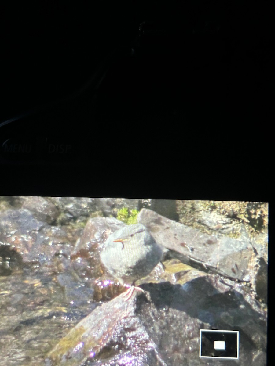American Dipper - ML638929128