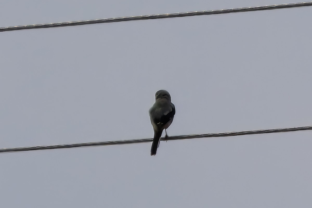 Loggerhead Shrike - ML638929129