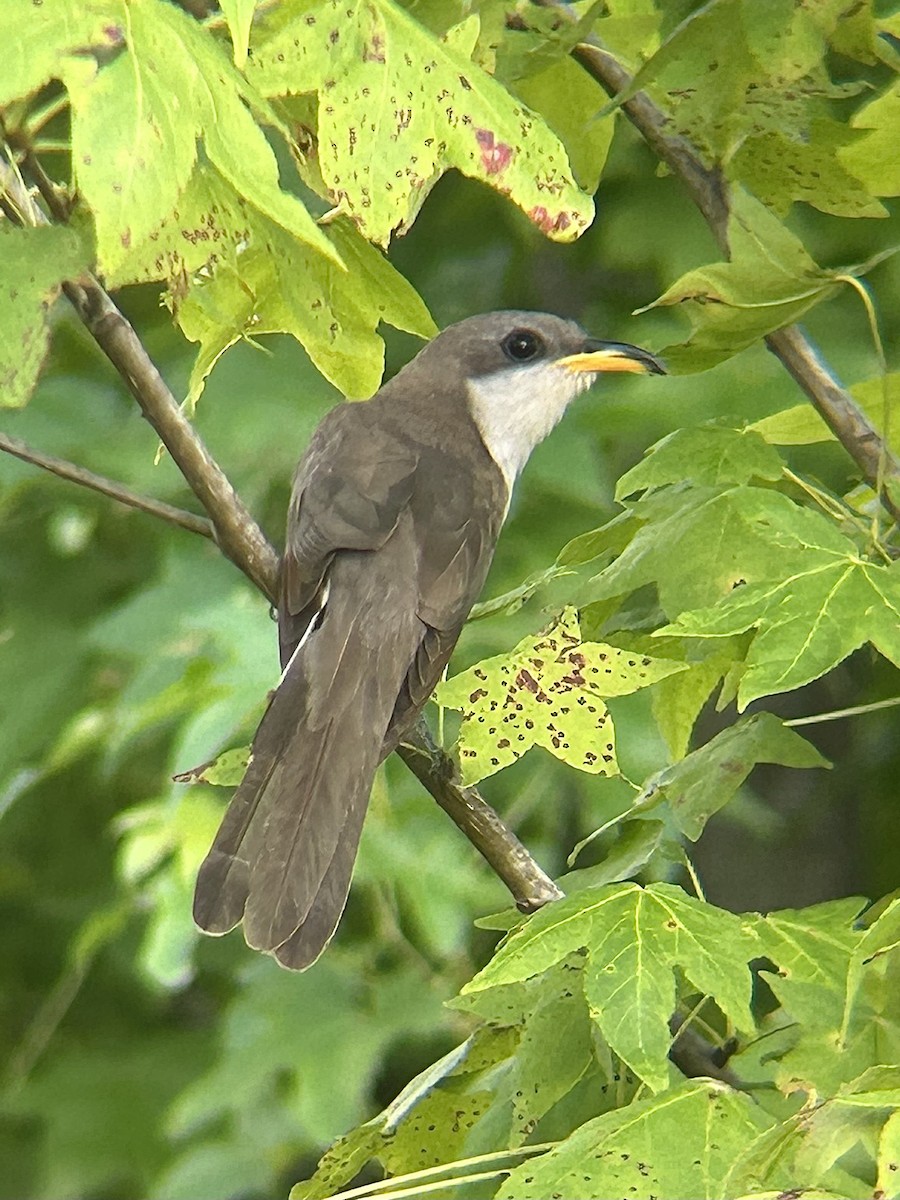 Yellow-billed Cuckoo - ML638929130