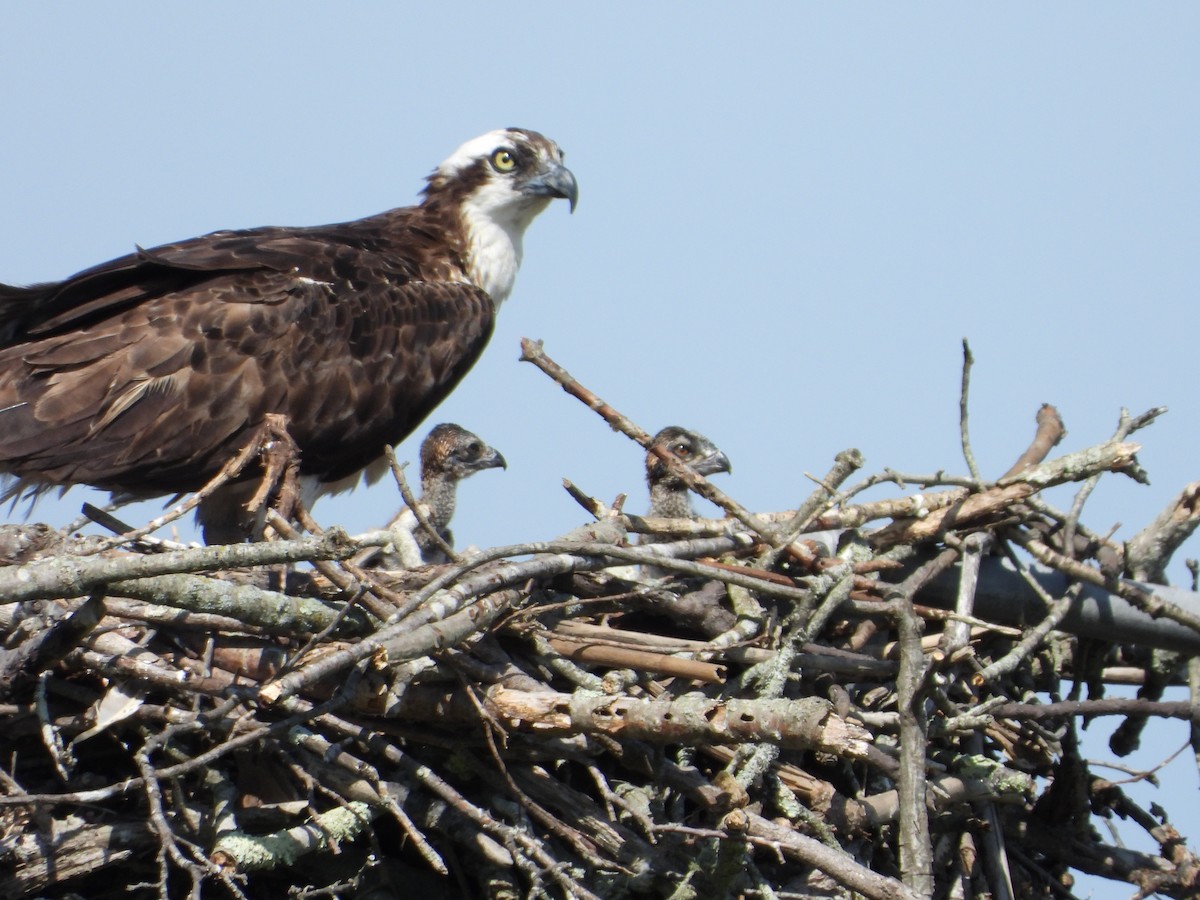 Osprey - ML638929140