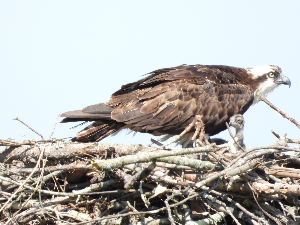 Osprey - ML638929141