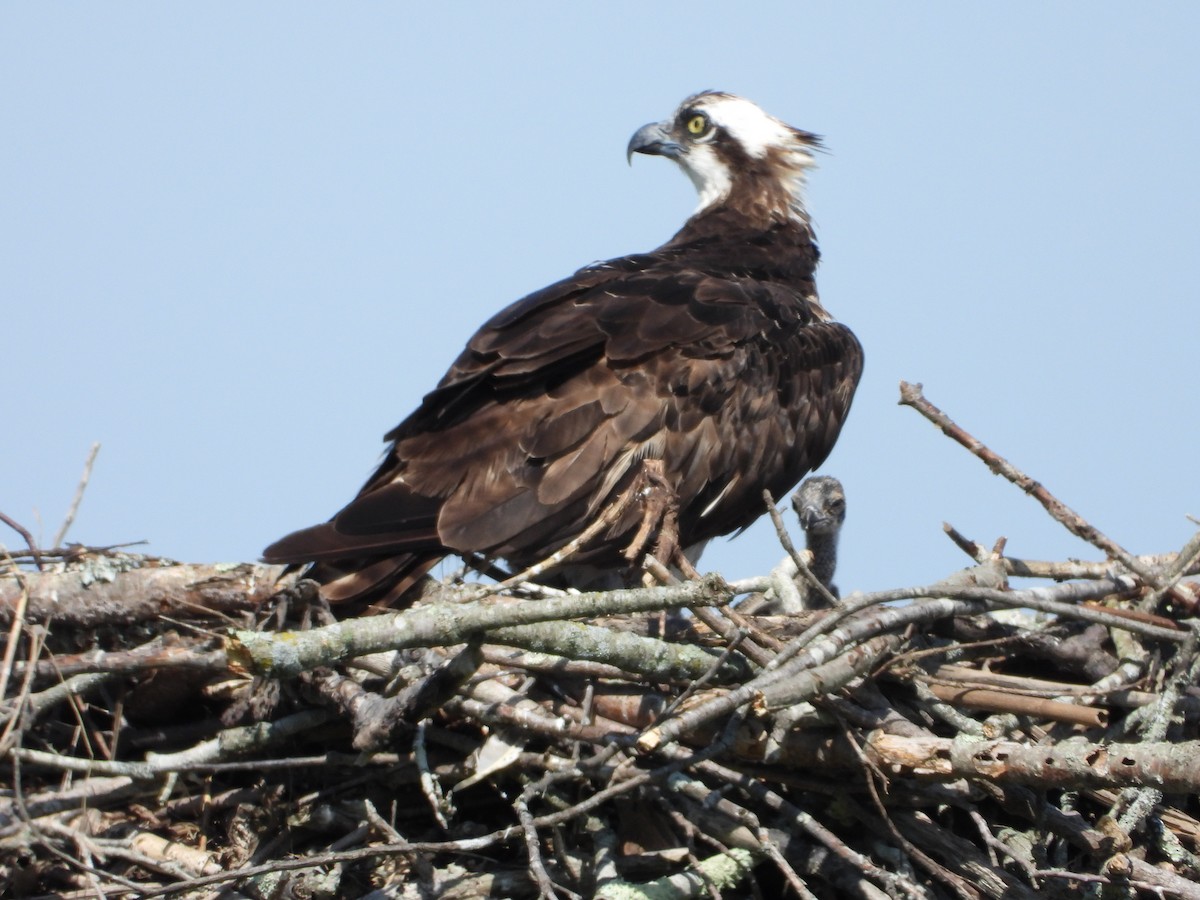 Osprey - ML638929142