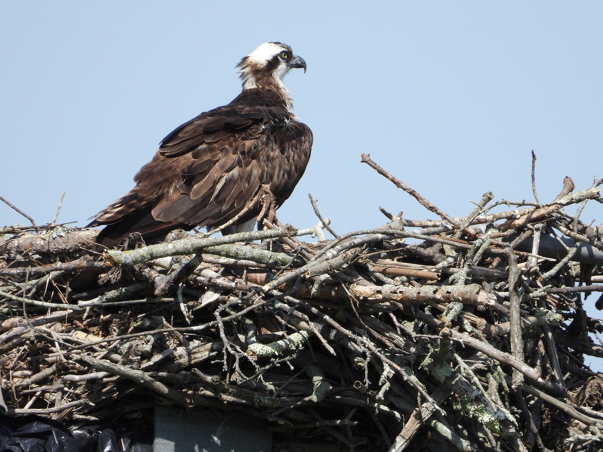 Osprey - ML638929146