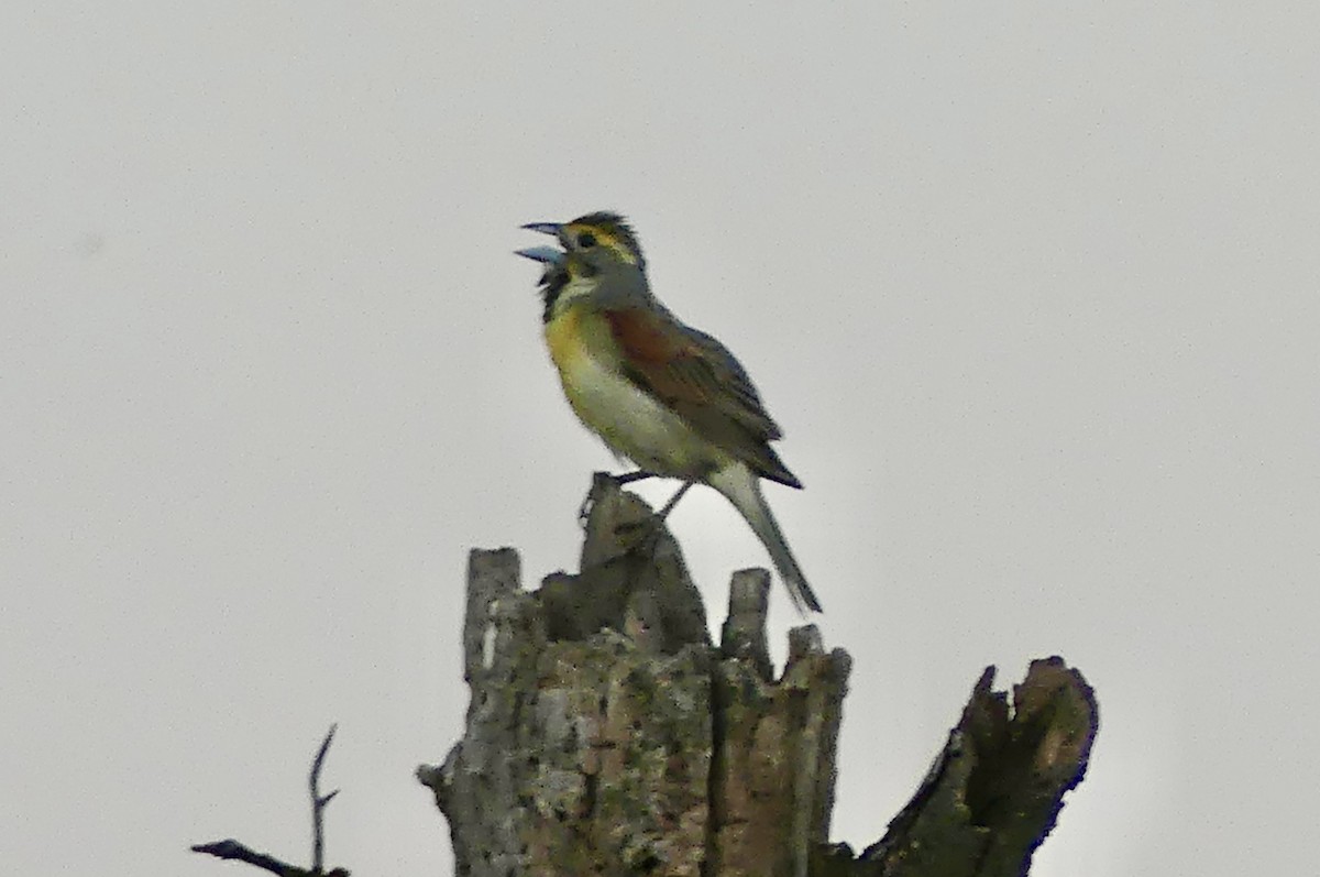 Dickcissel - ML638929151