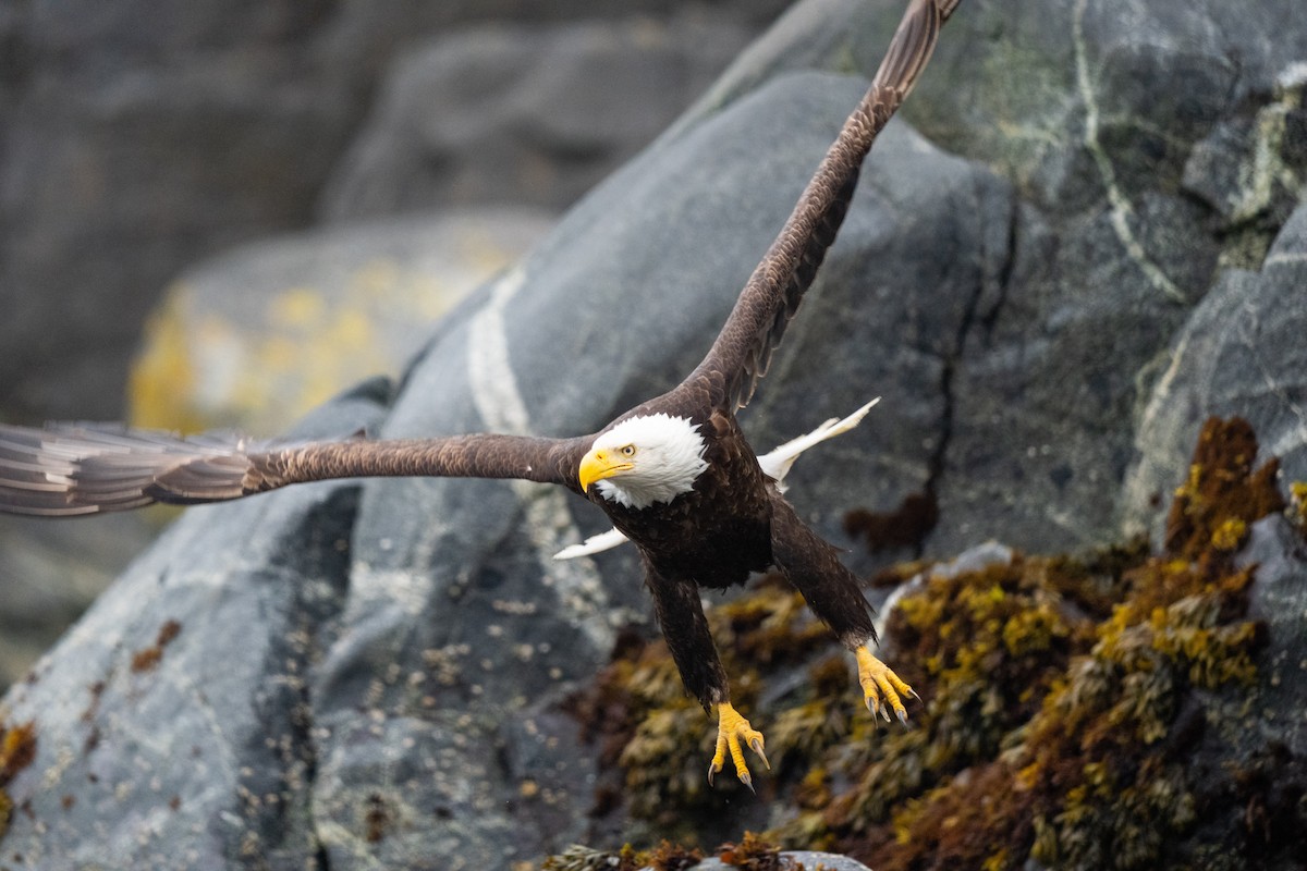 Bald Eagle - ML638929159