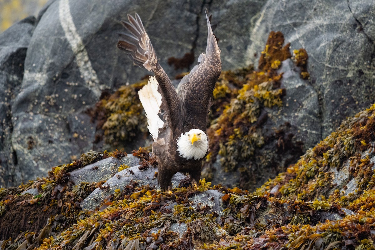 Bald Eagle - ML638929161
