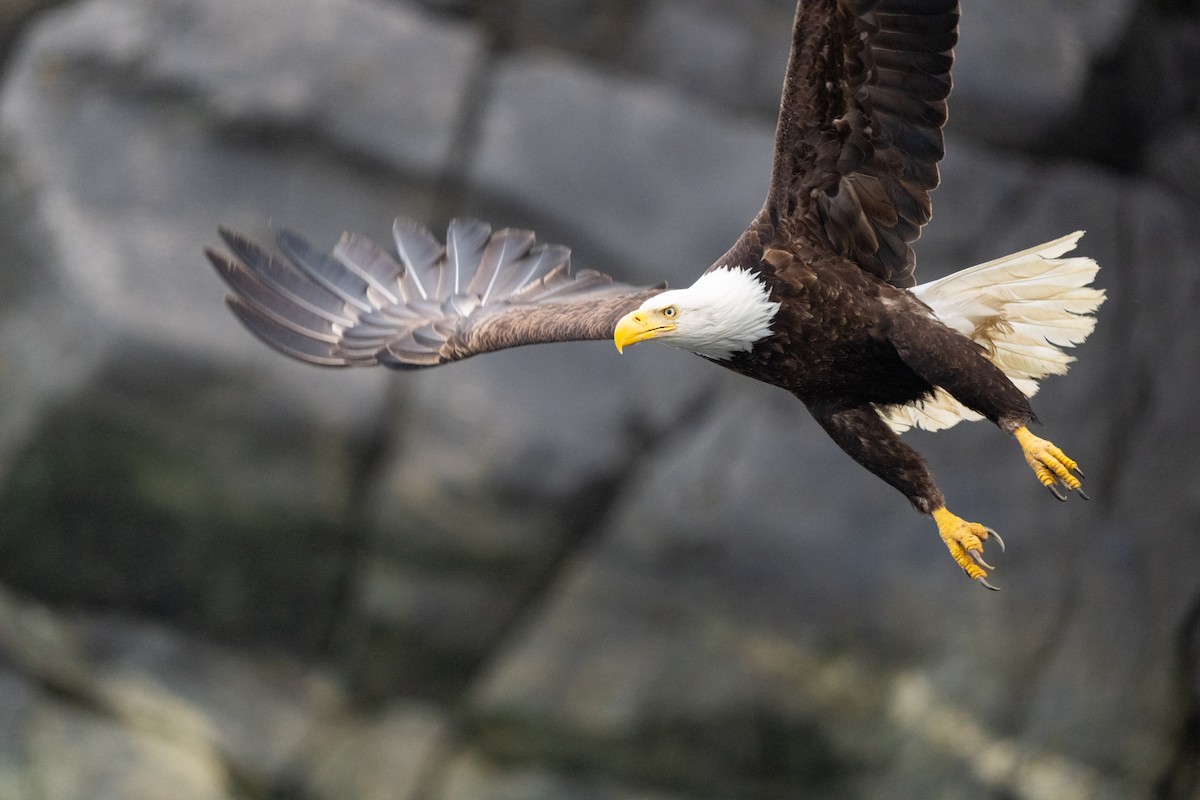 Bald Eagle - ML638929162
