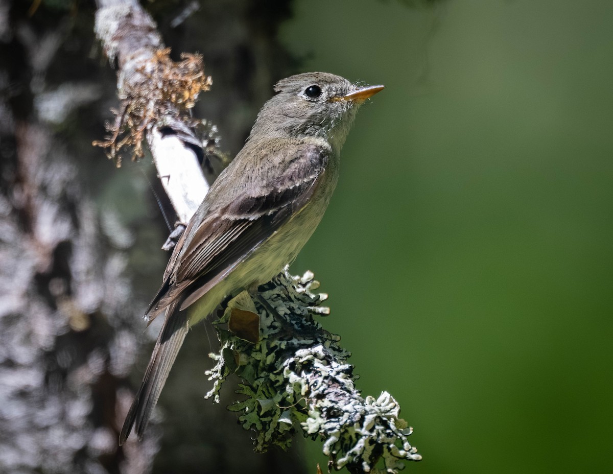 Hammond's Flycatcher - ML638929164