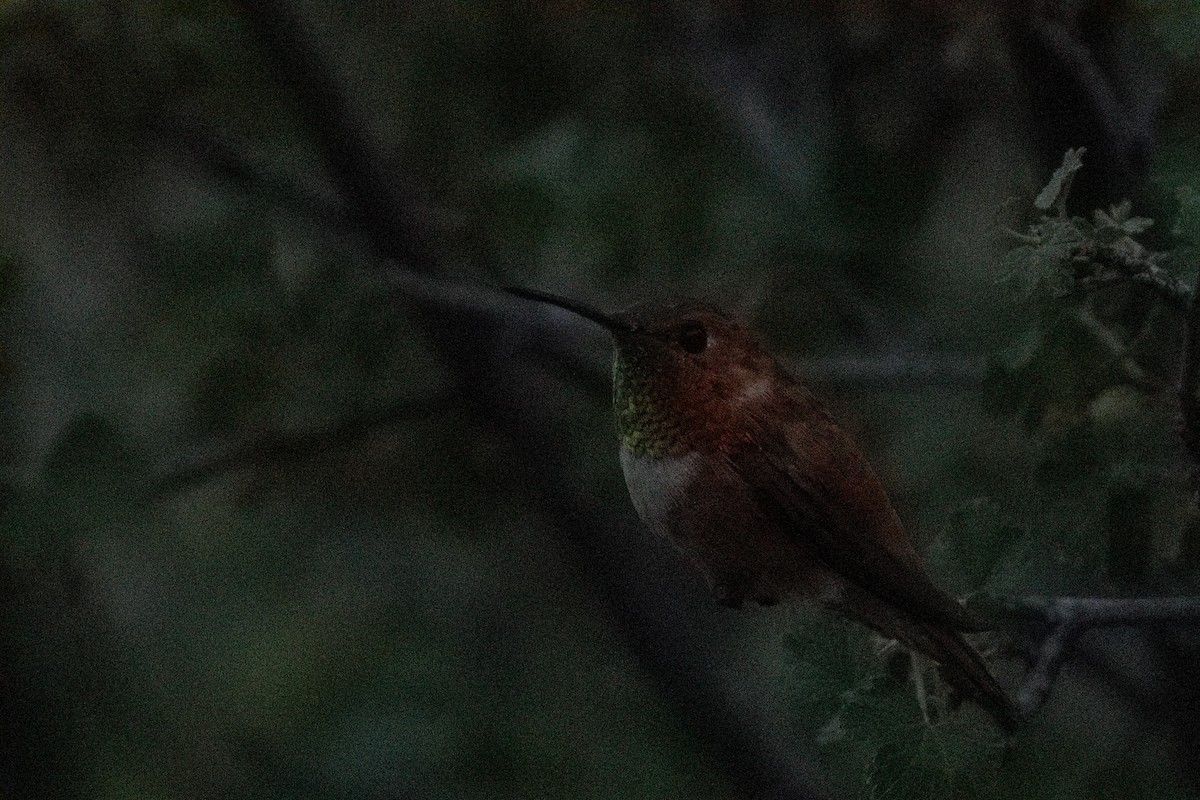 Rufous Hummingbird - ML638929165