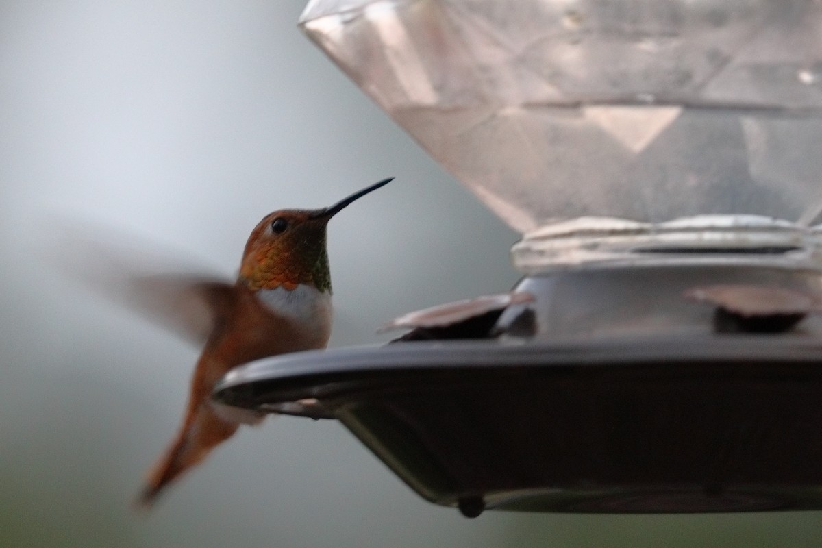 Rufous Hummingbird - ML638929166