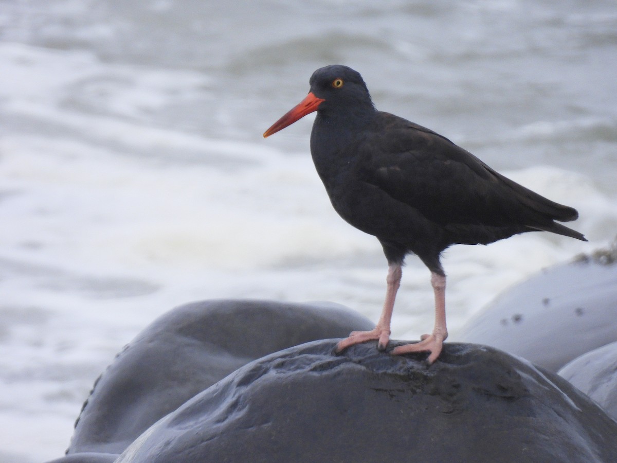 Black Oystercatcher - ML638929168