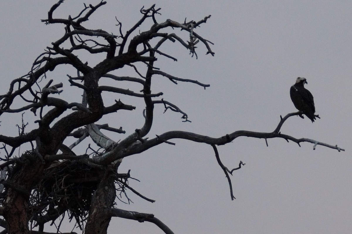Osprey - ML638929169