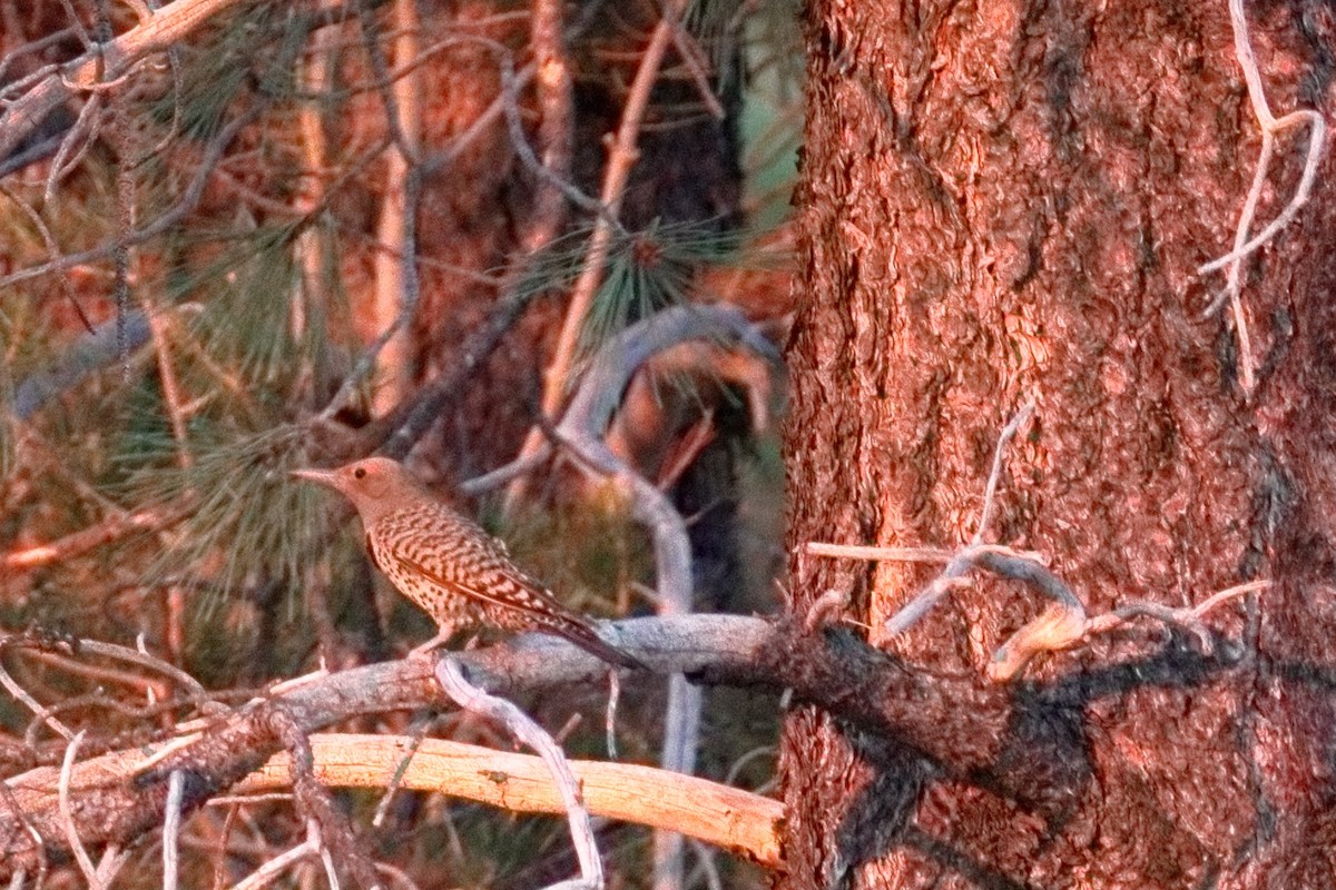 Northern Flicker - ML638929171