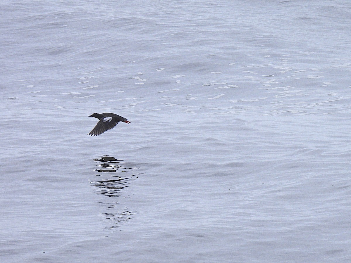 Pigeon Guillemot - ML638929172