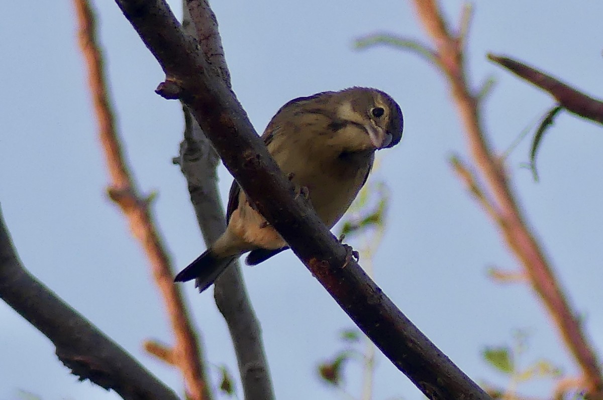 Dickcissel - ML638929174